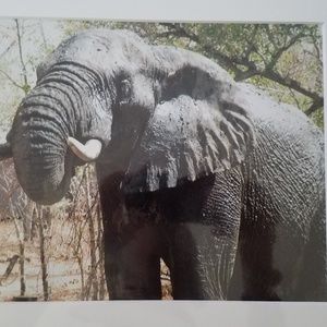 Safari photo elephant